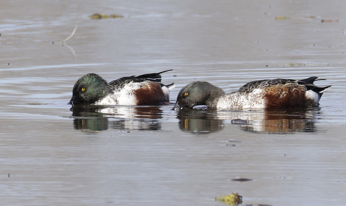 Mestolone - ML644730024