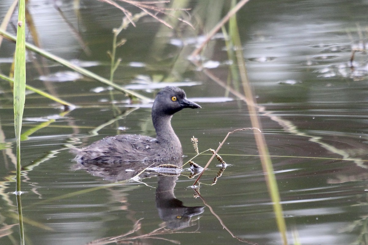 Least Grebe - ML644730031