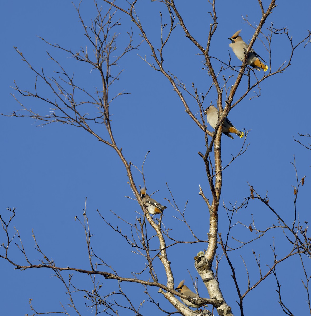 Seidenschwanz - ML644730032