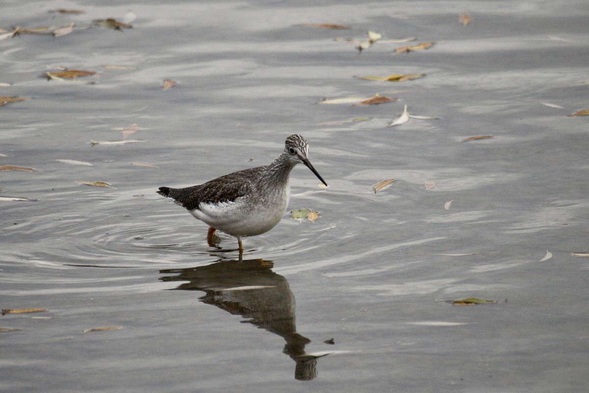 オオキアシシギ - ML644730045