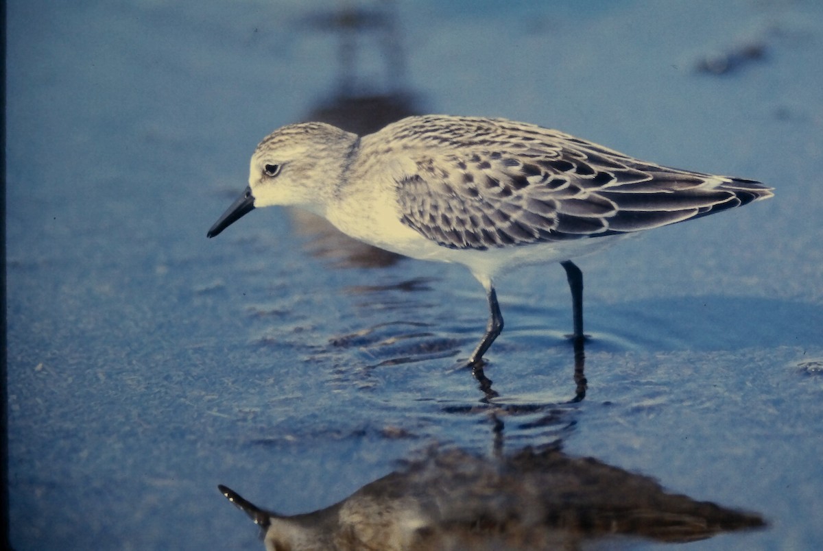 Semipalmated Sandpiper - ML644730052