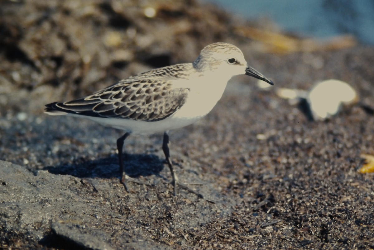 Semipalmated Sandpiper - ML644730053