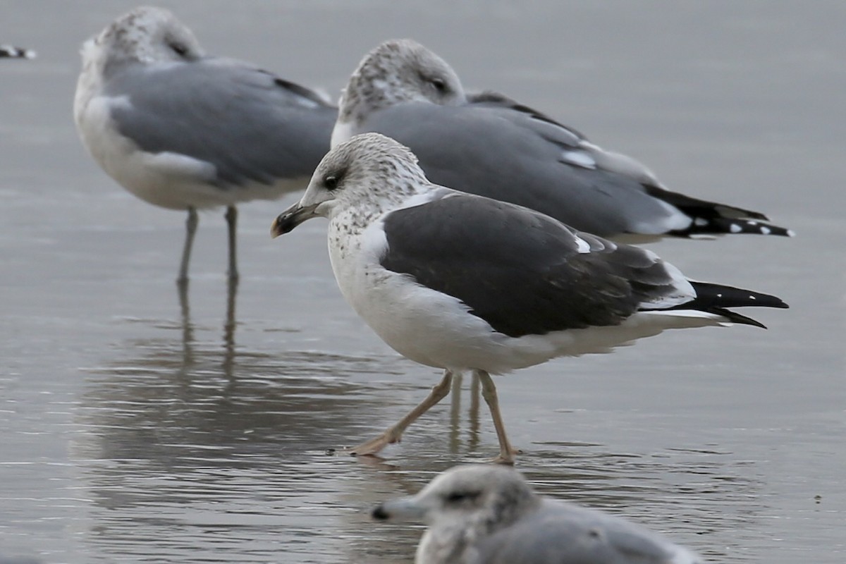 Lesser Black-backed Gull - ML644730070