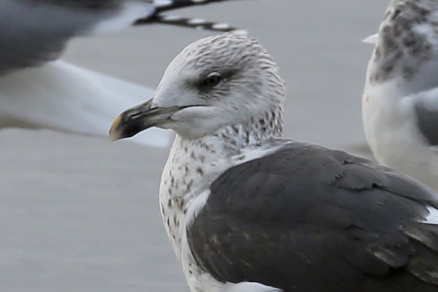 Lesser Black-backed Gull - ML644730071