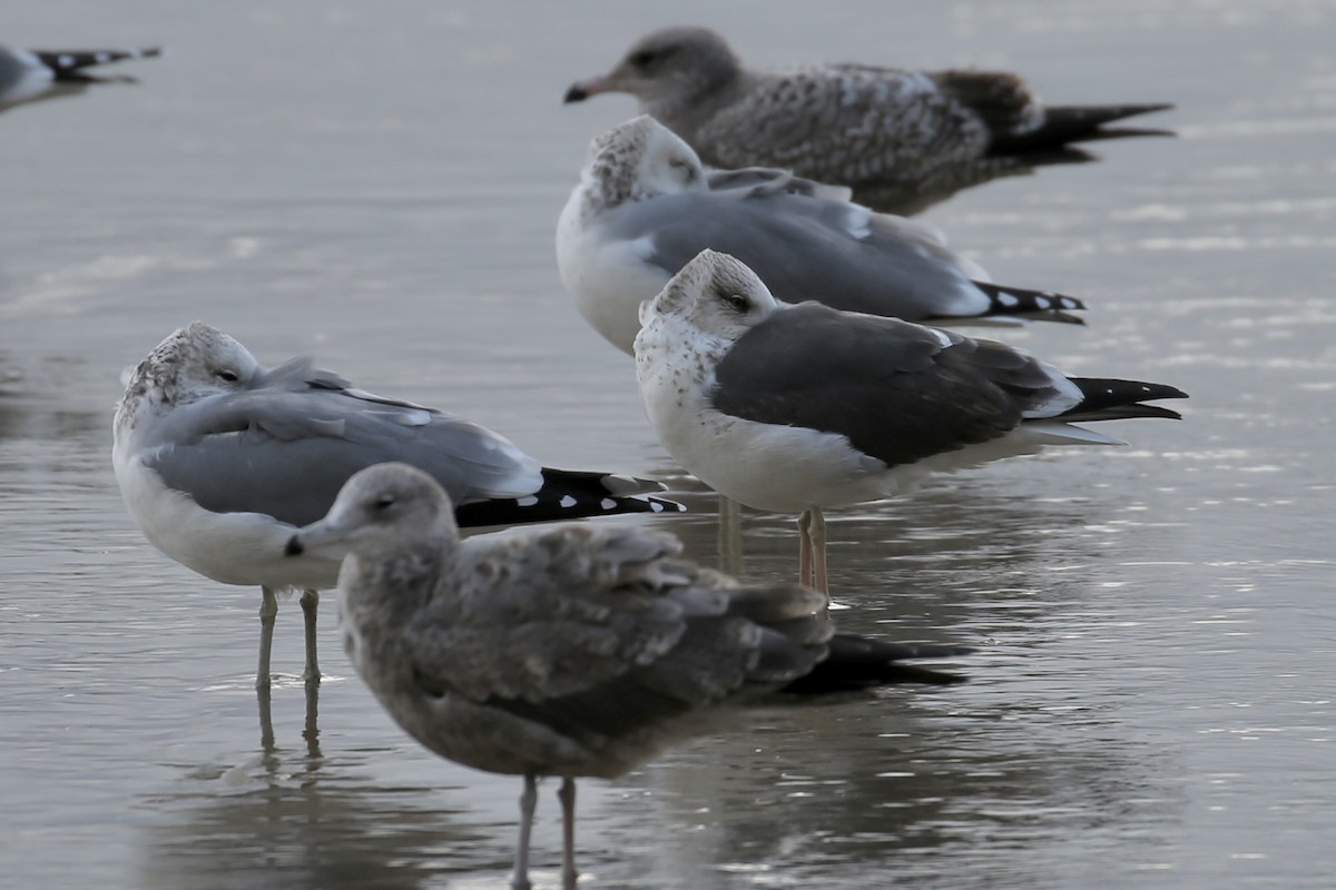 Lesser Black-backed Gull - ML644730072