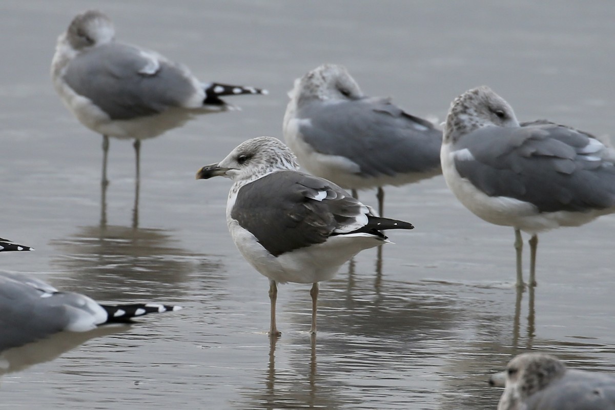 Lesser Black-backed Gull - ML644730074