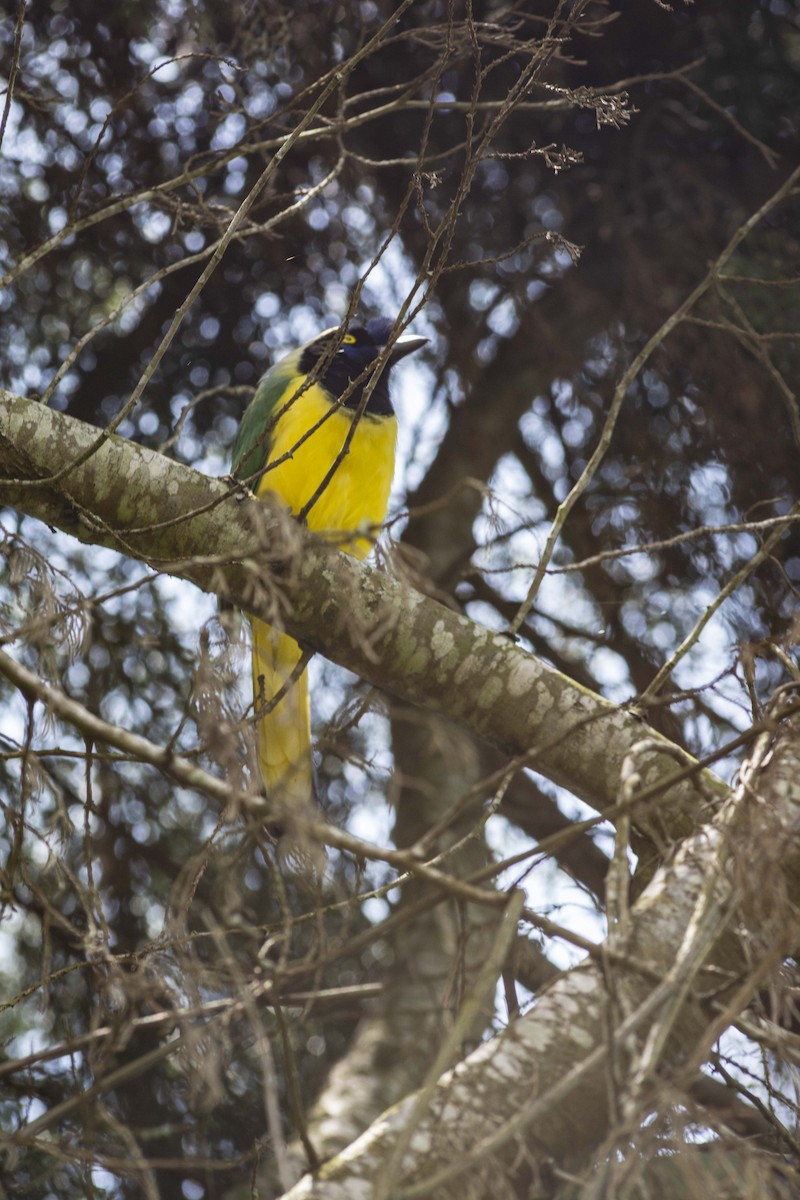 Yeşil Karga - ML644730080