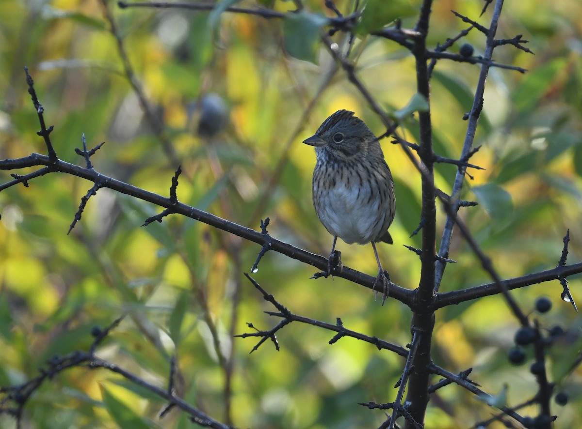 strnadec pruhohlavý - ML644730081