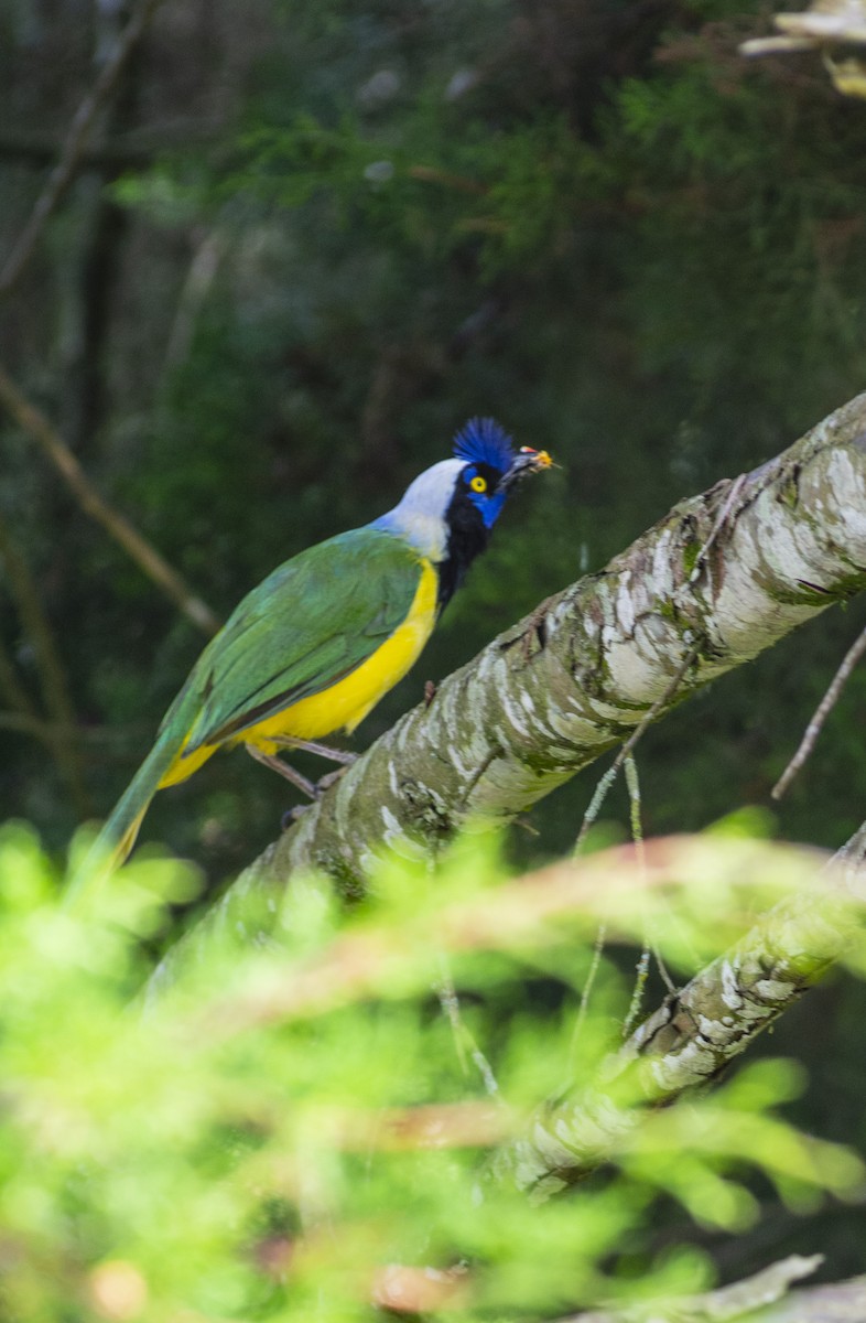 Yeşil Karga - ML644730082