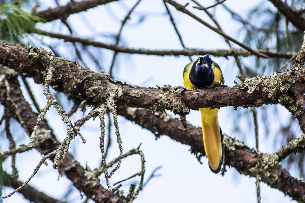 Yeşil Karga - ML644730083