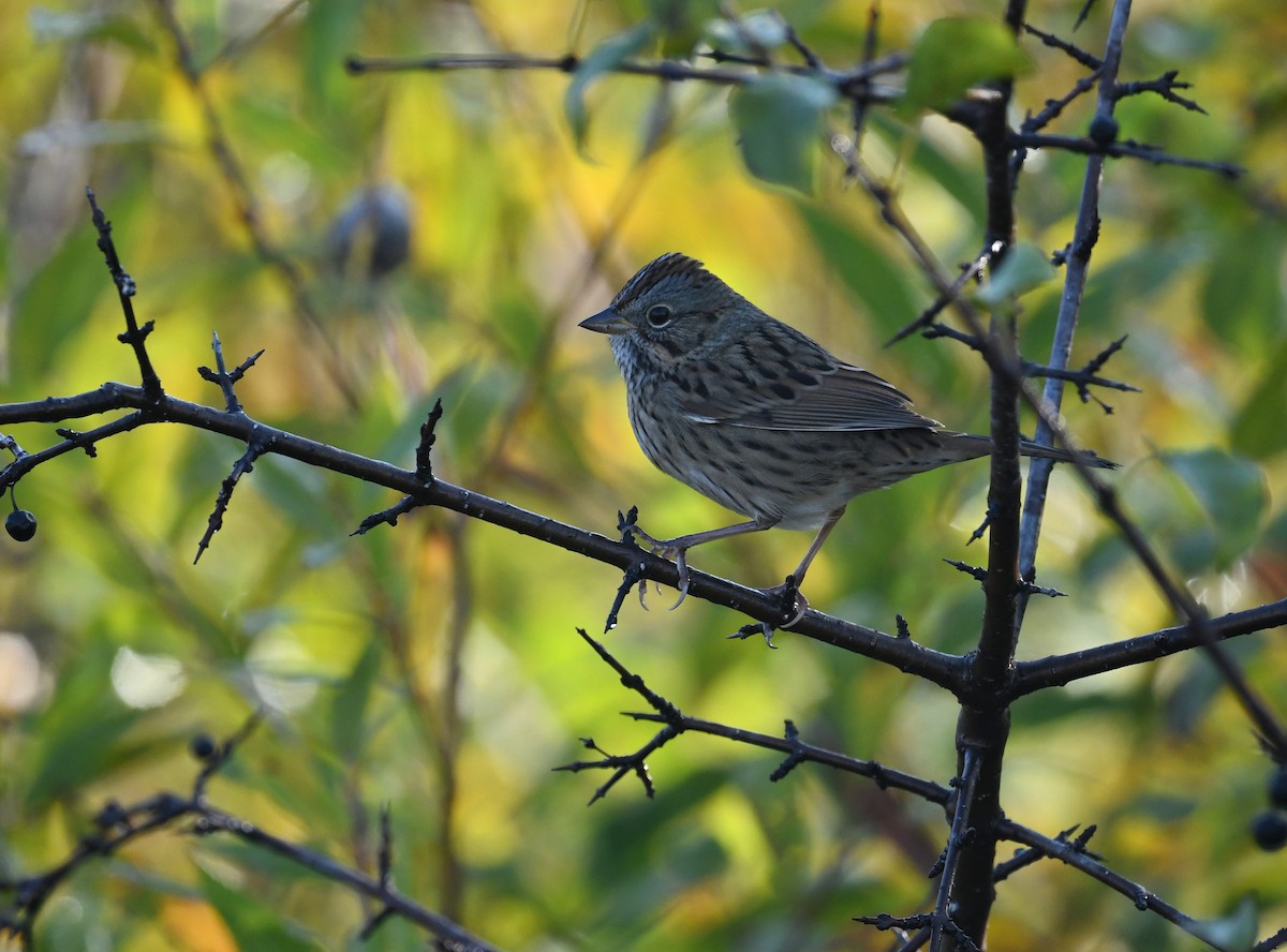 strnadec pruhohlavý - ML644730084