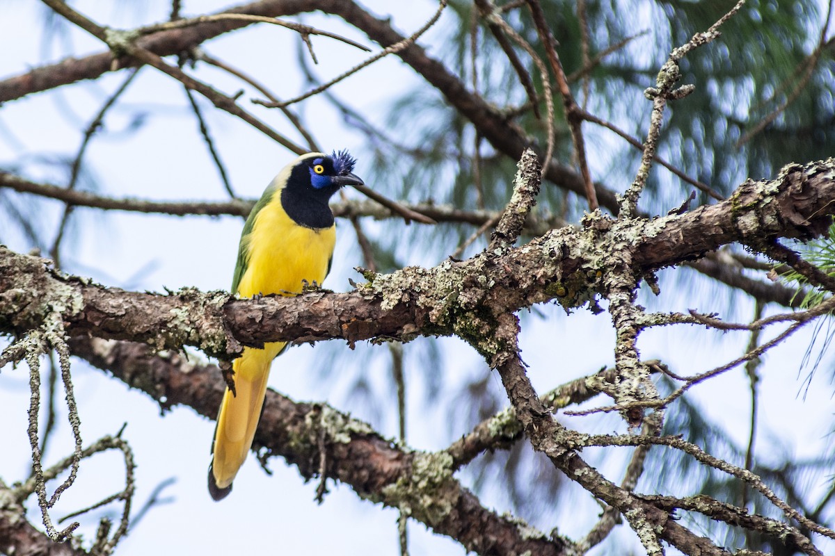 Yeşil Karga - ML644730085