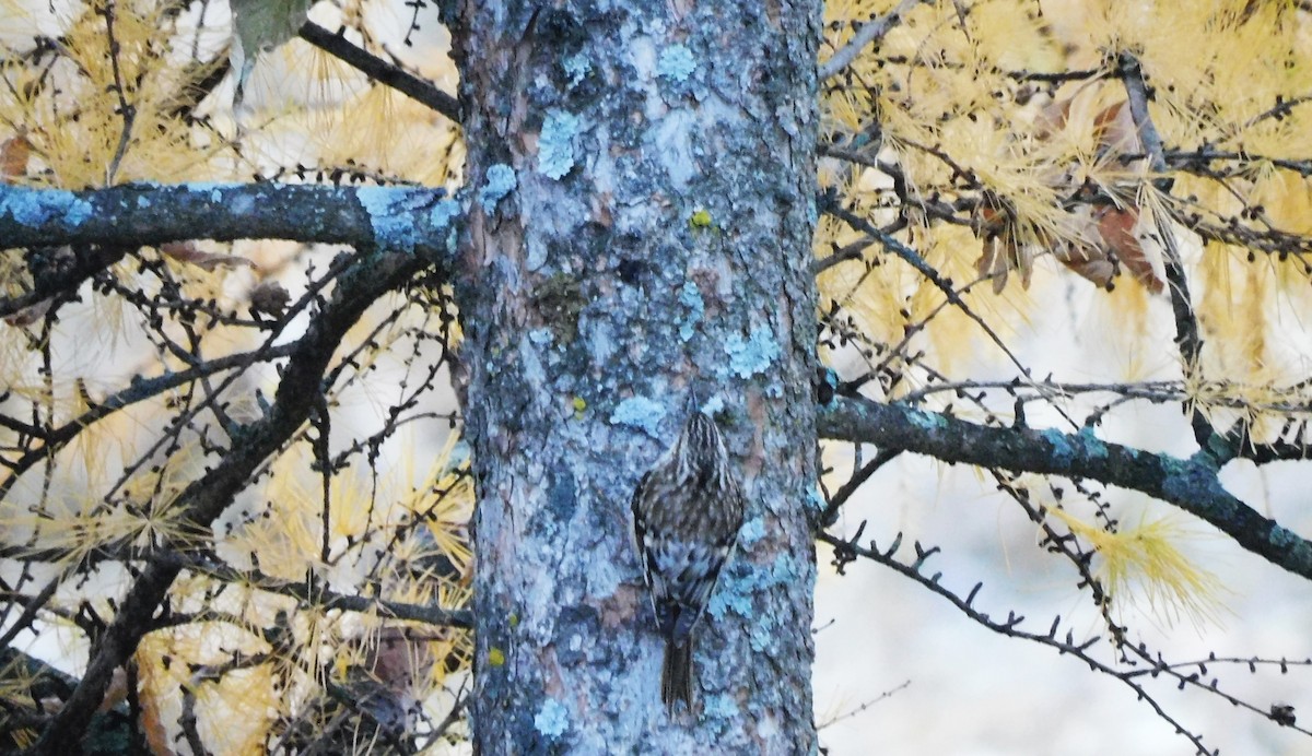 Brown Creeper - ML644730086