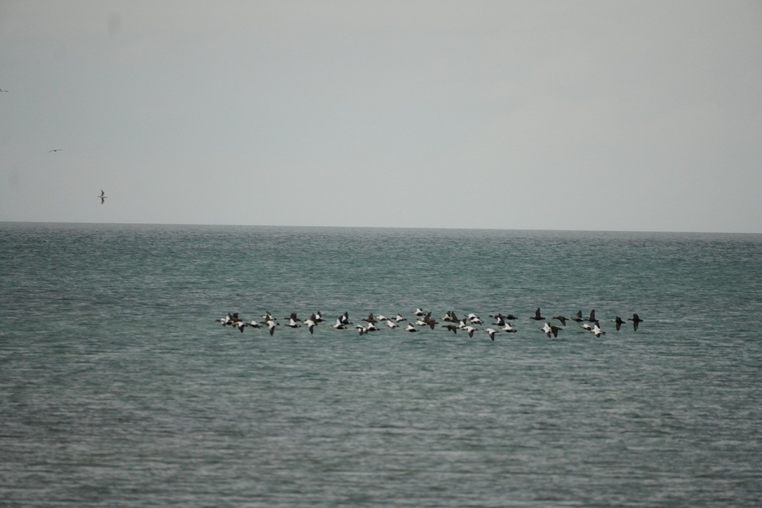 Common Eider - ML644730105