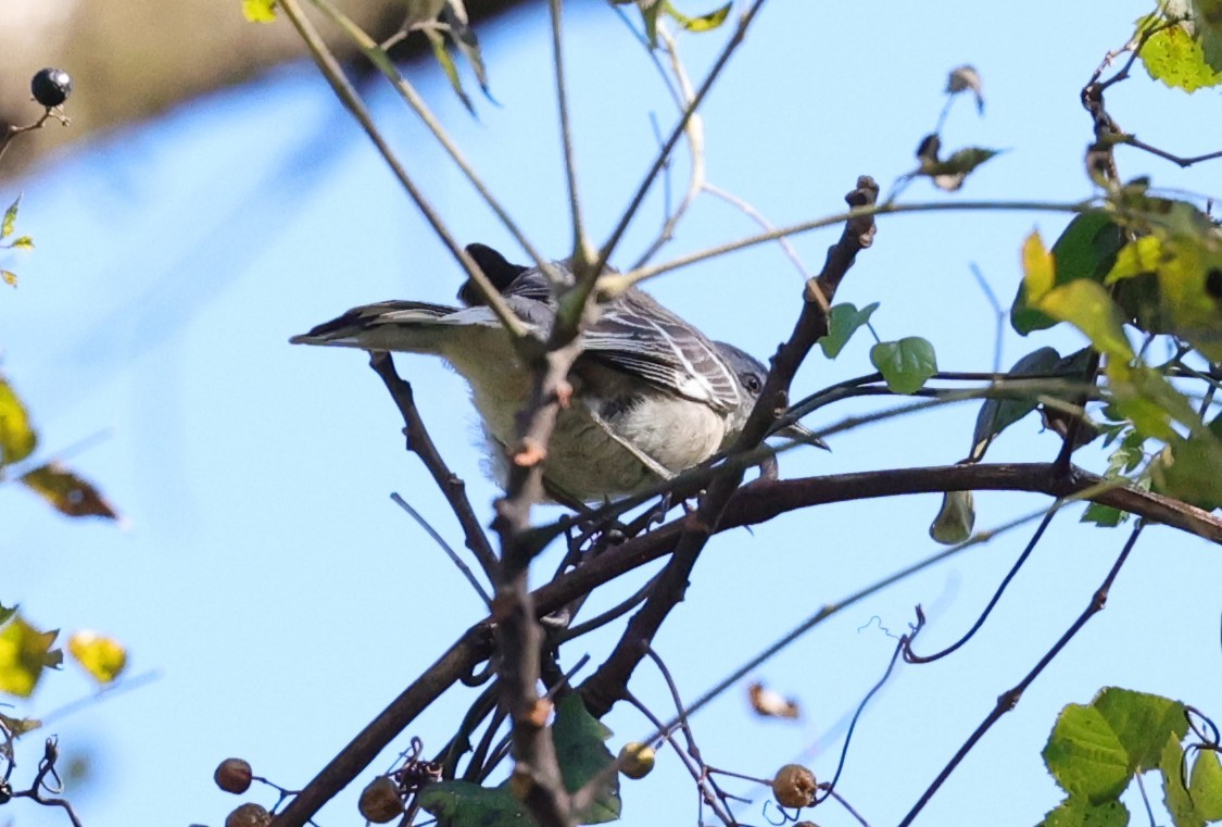 Kuzeyli Taklitçi - ML644730116