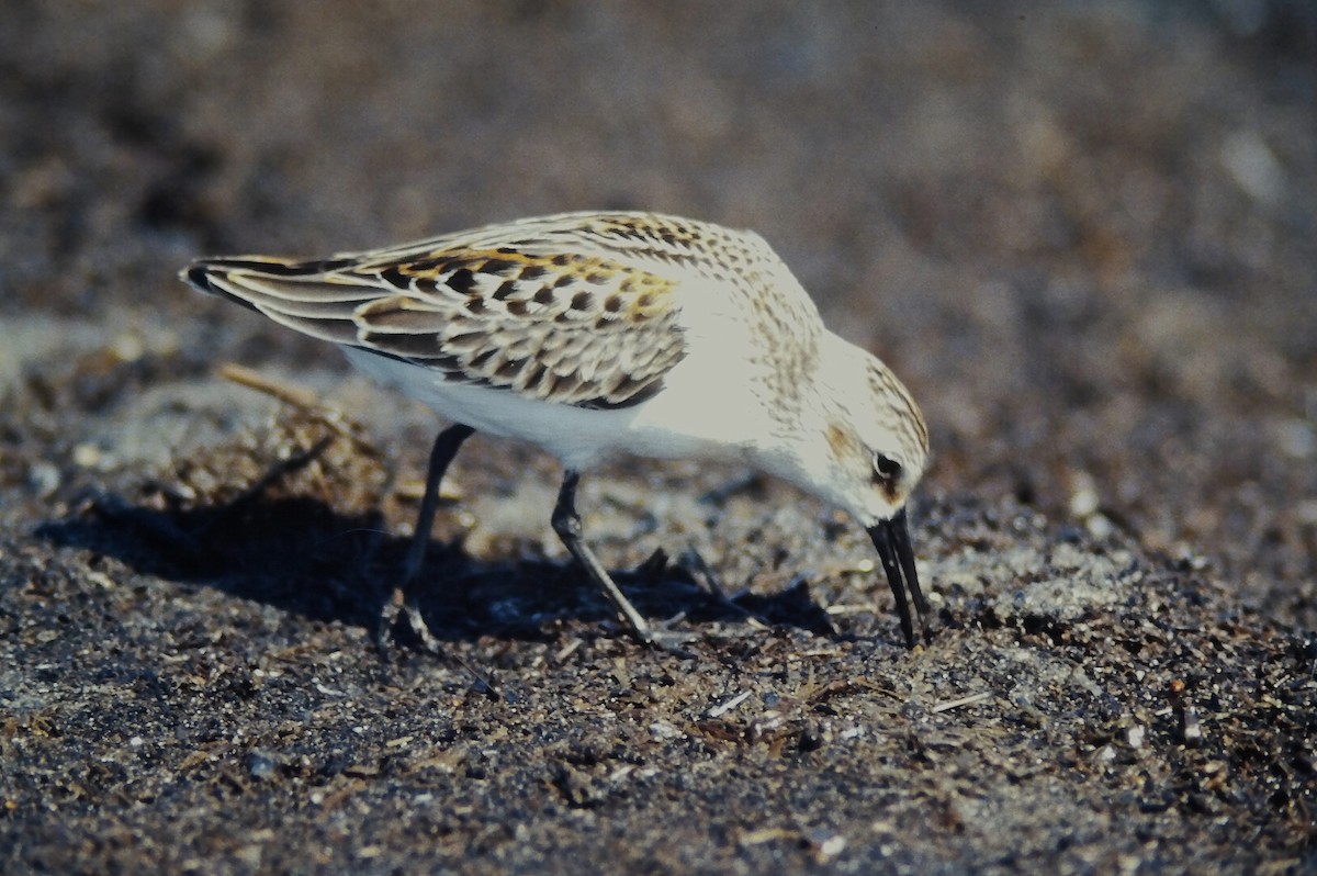 Alaska Kumkuşu - ML644730123