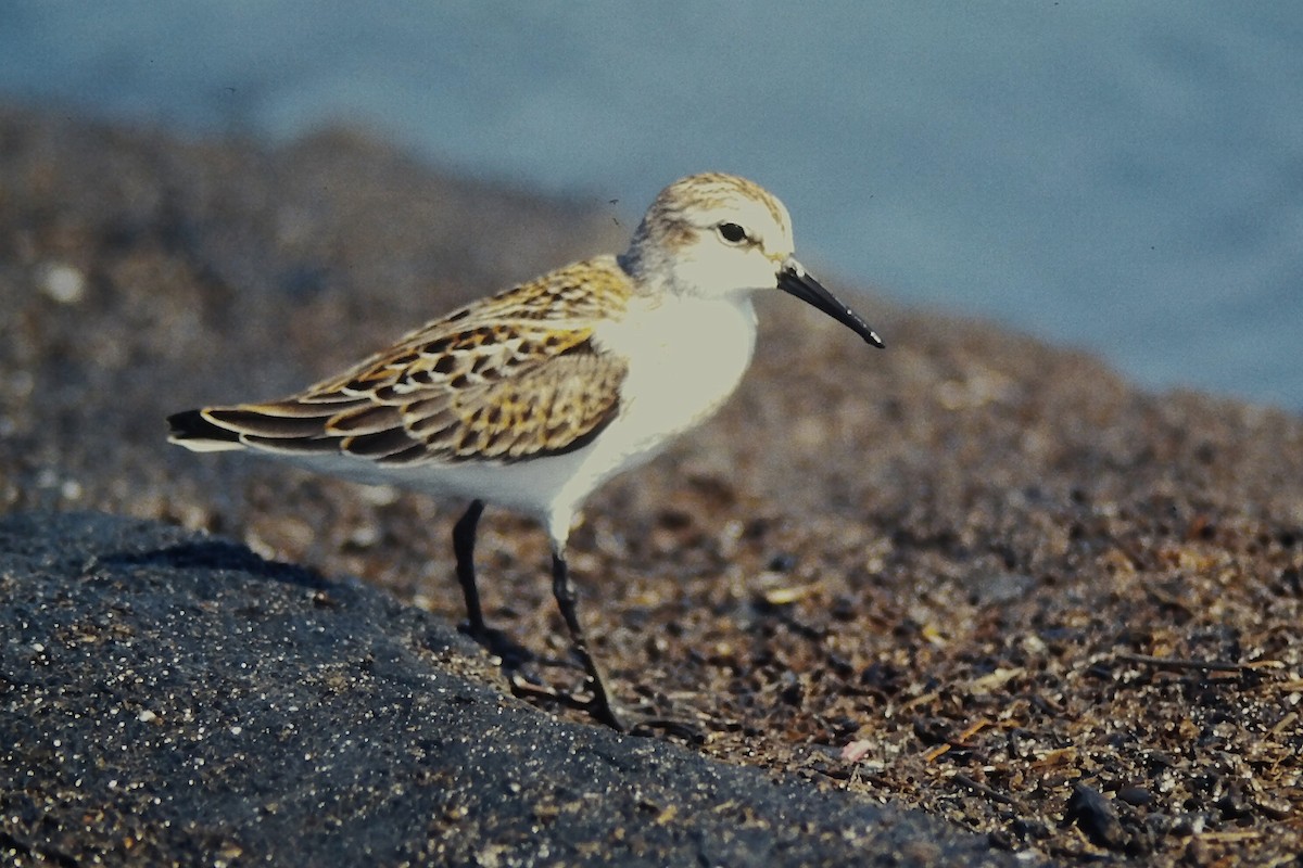 Alaska Kumkuşu - ML644730124