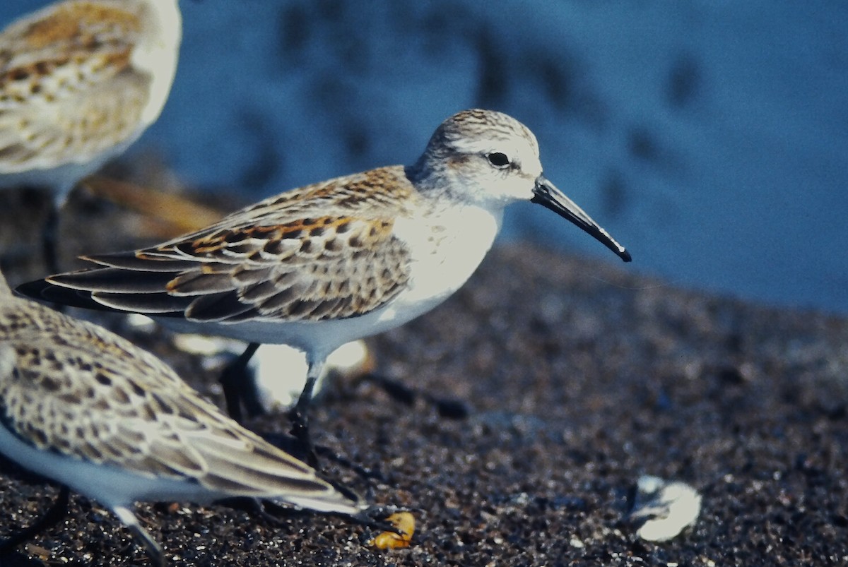 Alaska Kumkuşu - ML644730125