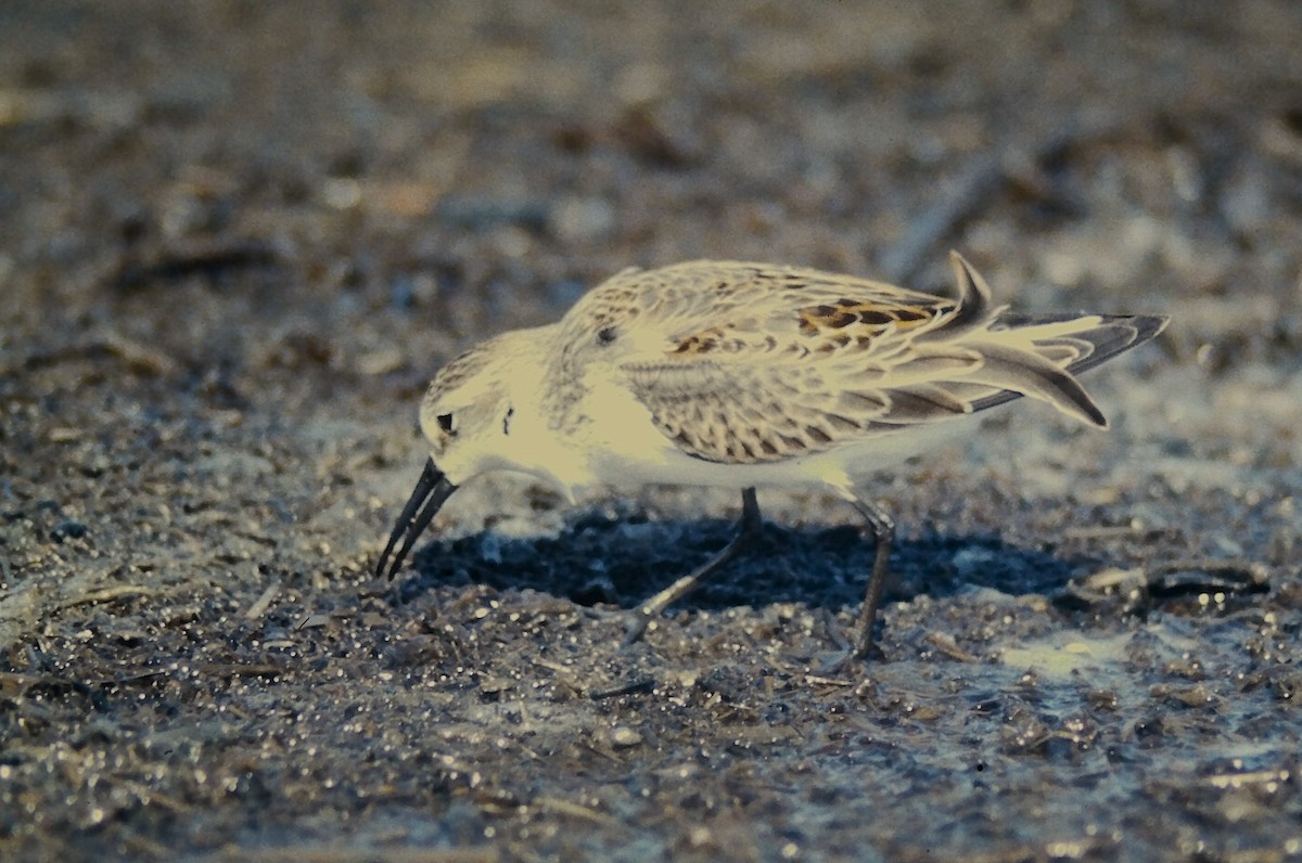 Alaska Kumkuşu - ML644730126