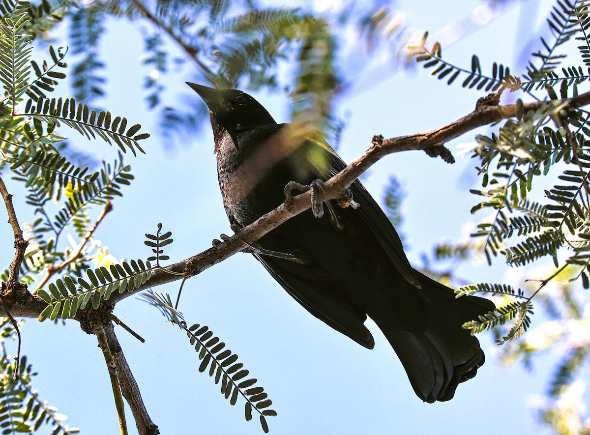 Red-winged Blackbird - ML644730128
