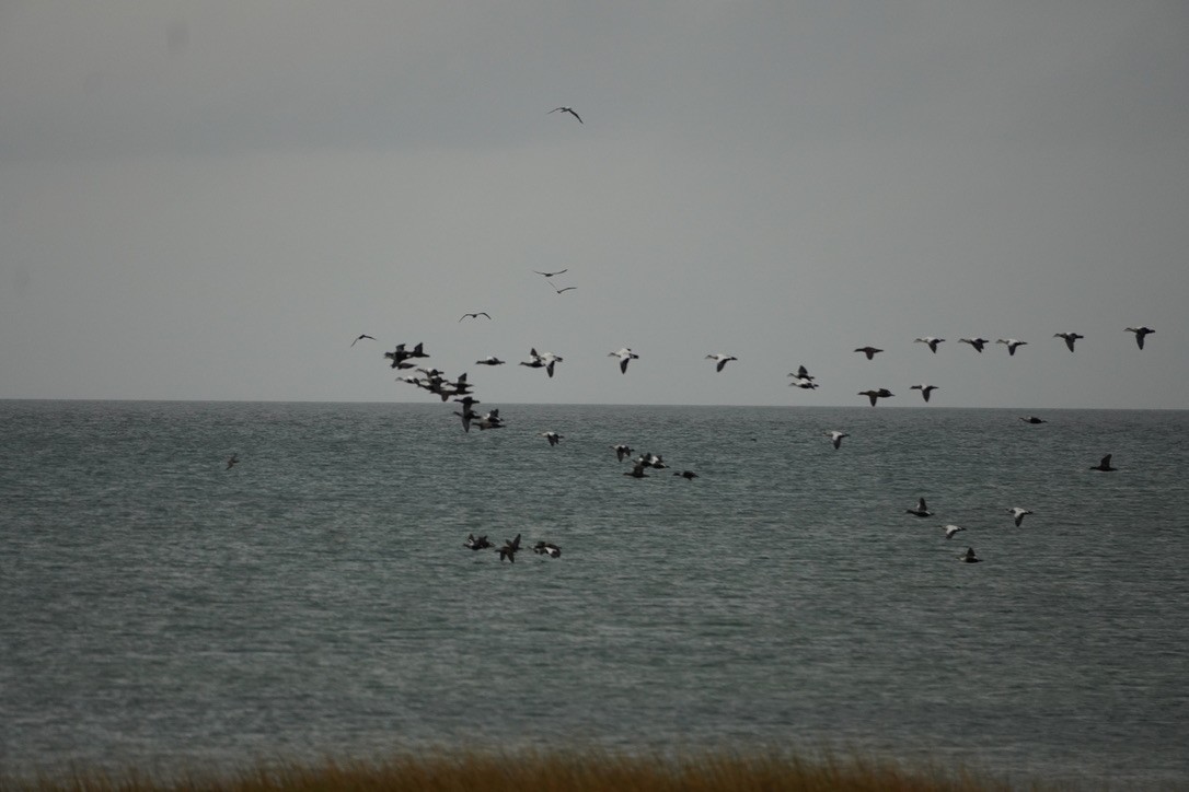 Common Eider - ML644730131