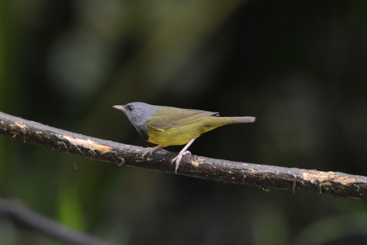 Цитринка чорновола - ML644730132