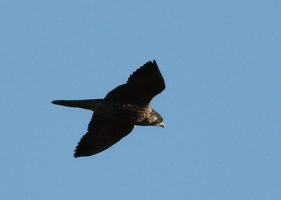 Faucon pèlerin - ML644730133