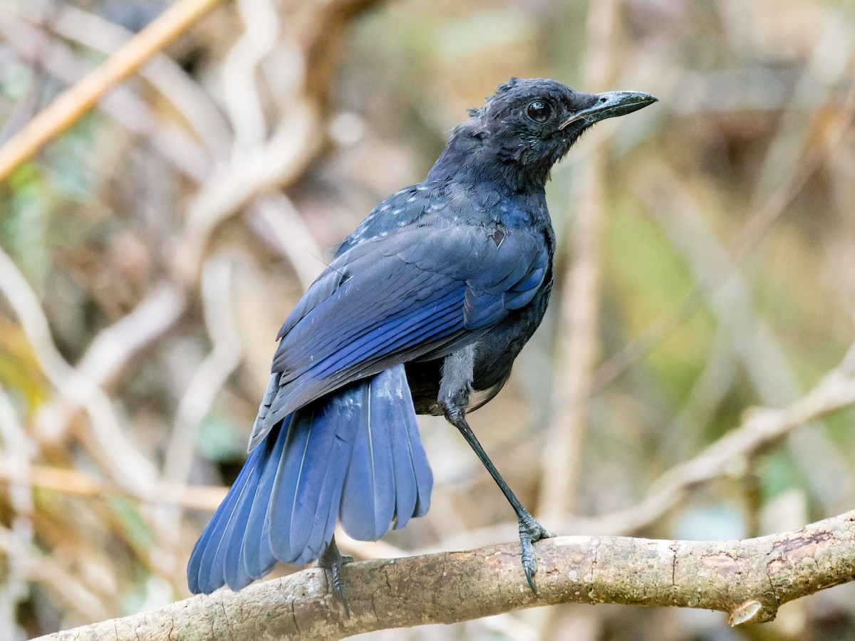 Blue Whistling-Thrush - ML644730137