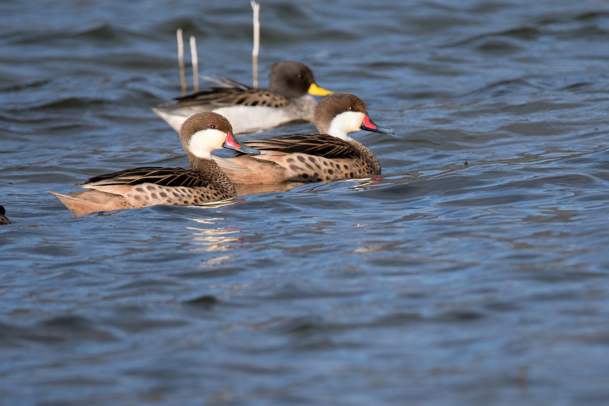 White-cheeked Pintail - ML644730139