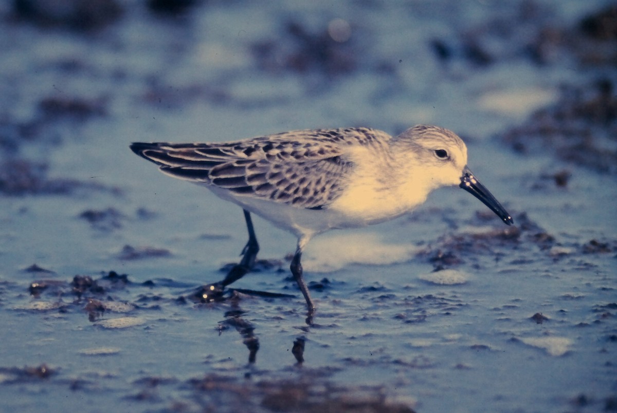 Alaska Kumkuşu - ML644730144