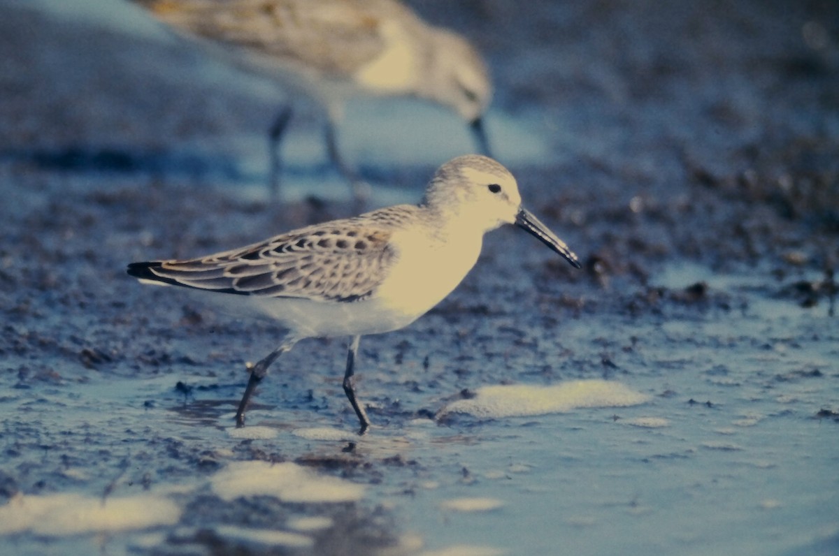 Alaska Kumkuşu - ML644730145