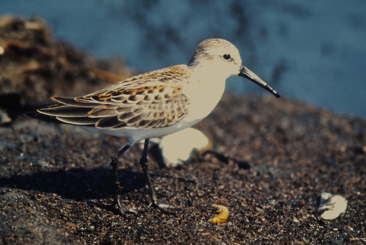 Alaska Kumkuşu - ML644730146