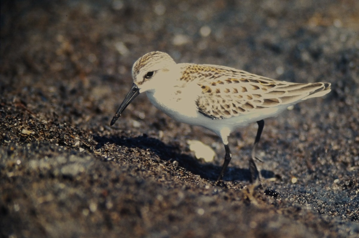 Alaska Kumkuşu - ML644730147