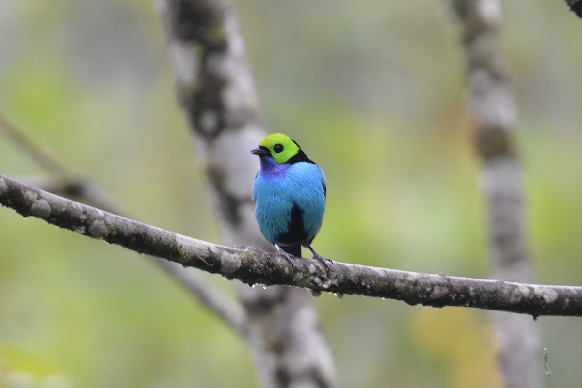 Paradise Tanager - ML644730150