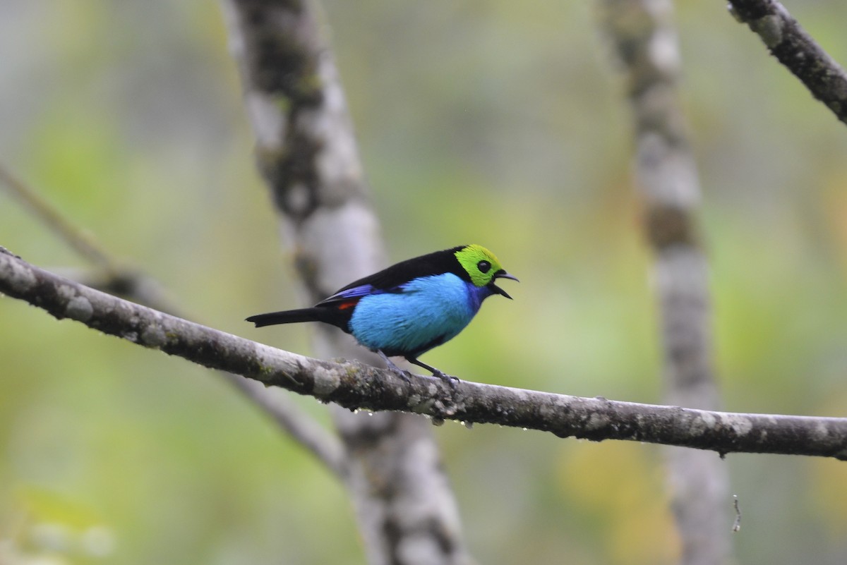 Paradise Tanager - ML644730151