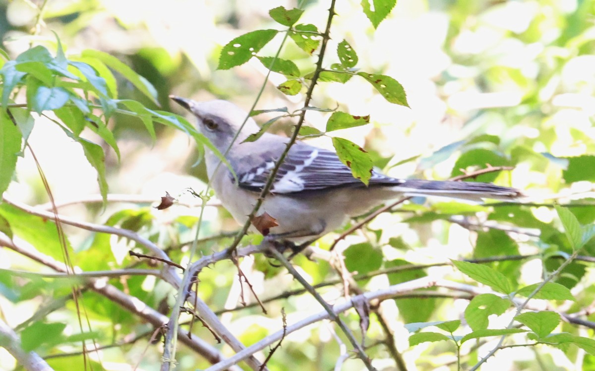 Kuzeyli Taklitçi - ML644730152