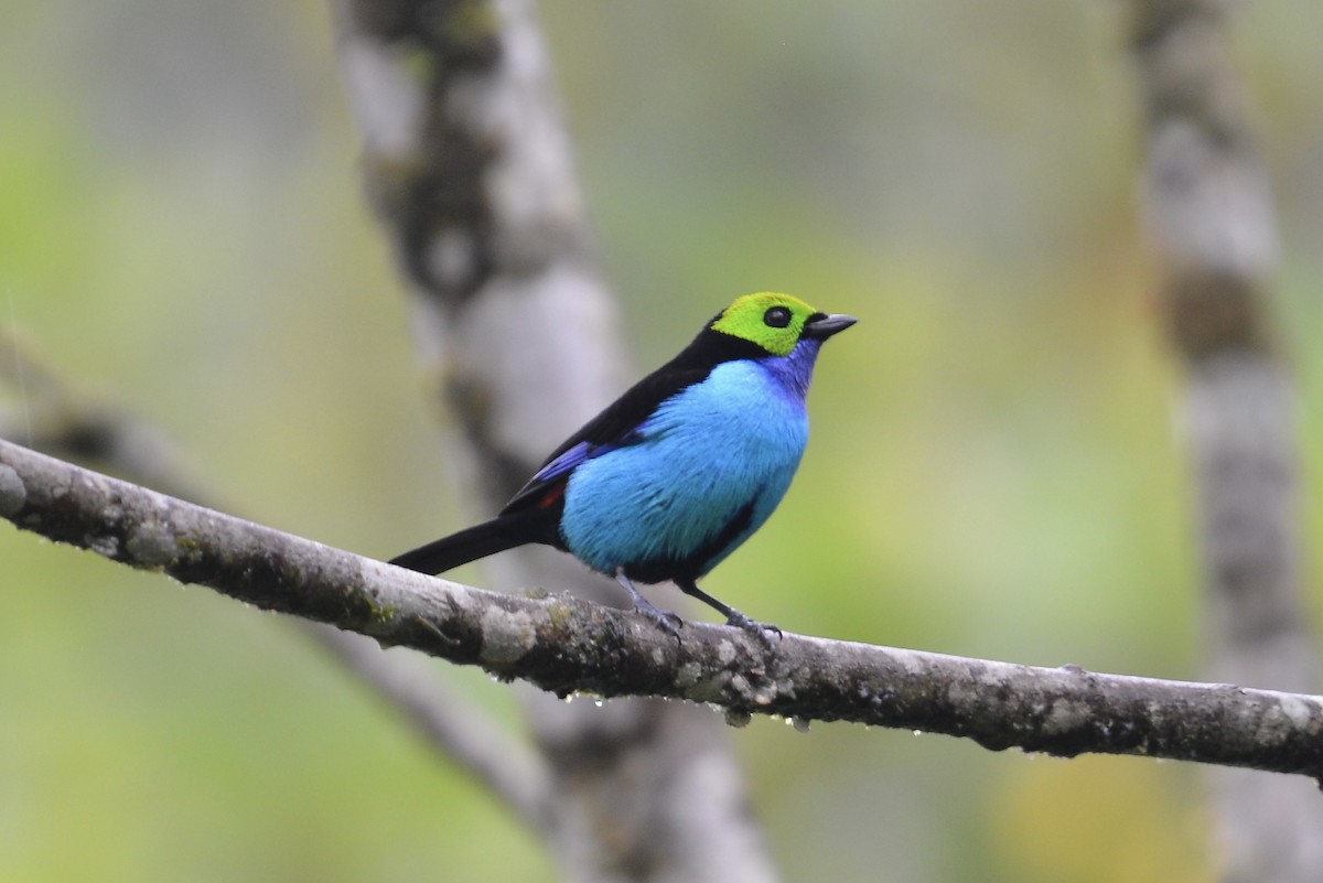 Paradise Tanager - ML644730153