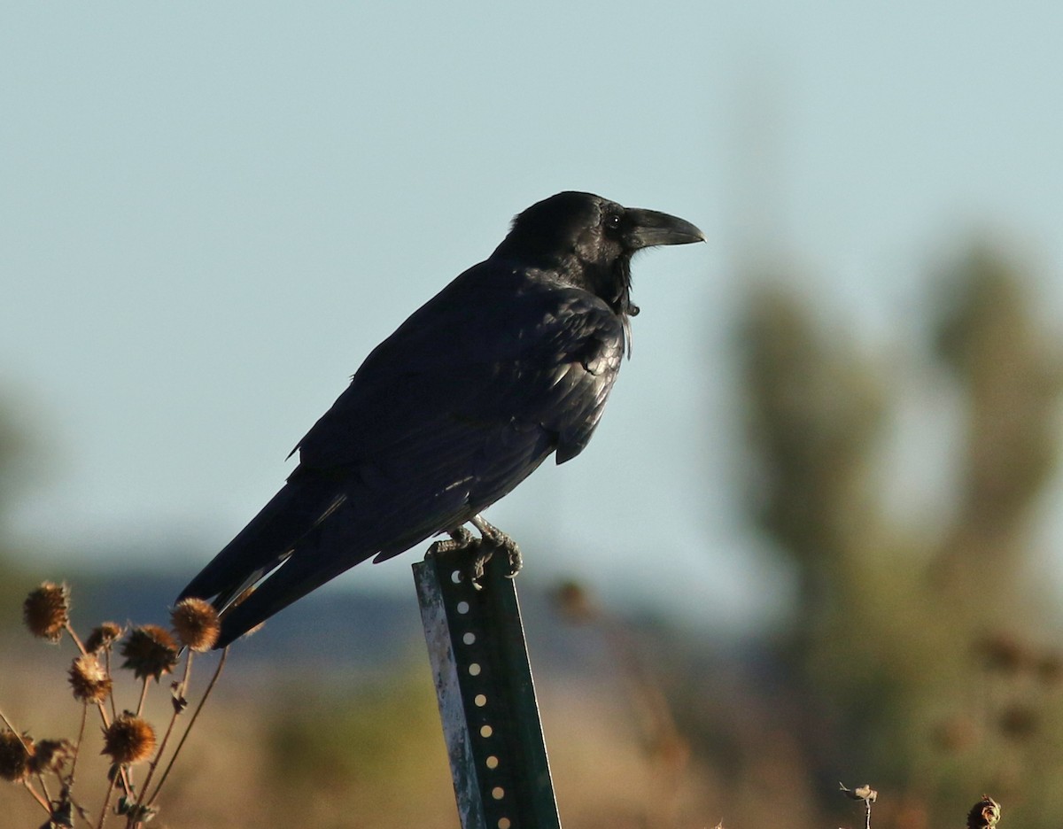 Chihuahuan Raven - ML644730156