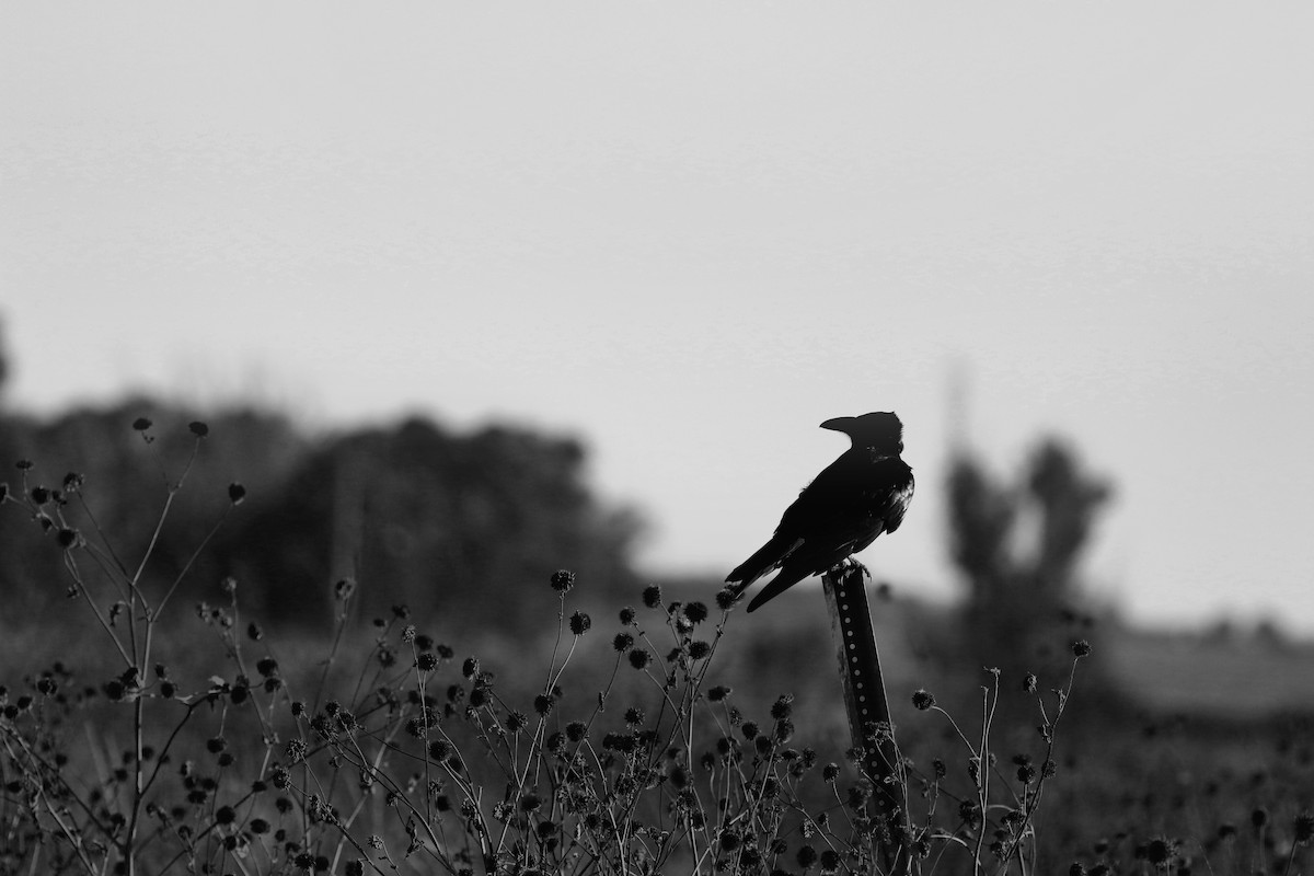 Chihuahuan Raven - ML644730157