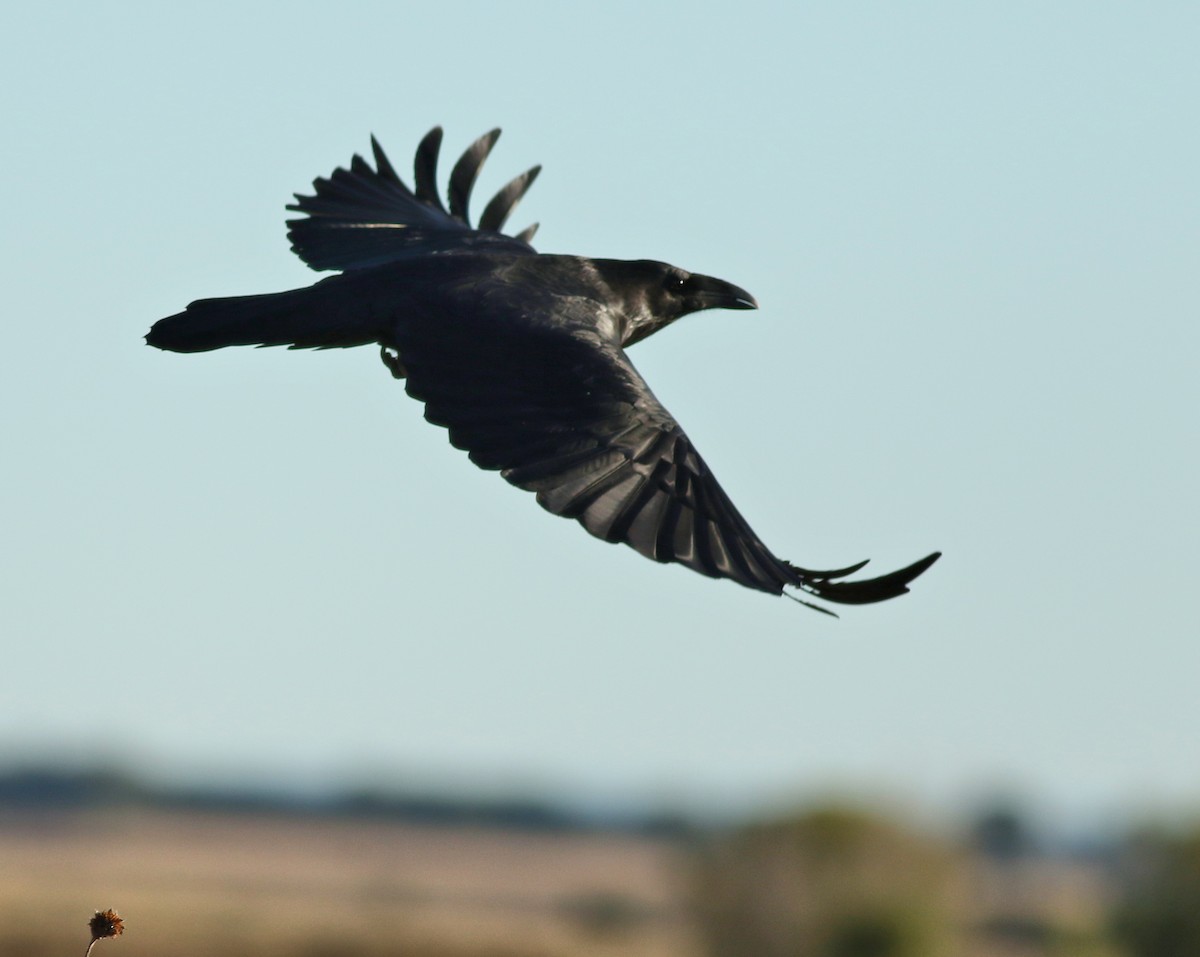 Chihuahuan Raven - ML644730158
