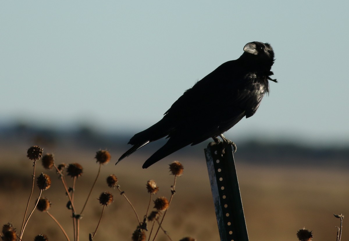 Chihuahuan Raven - ML644730159