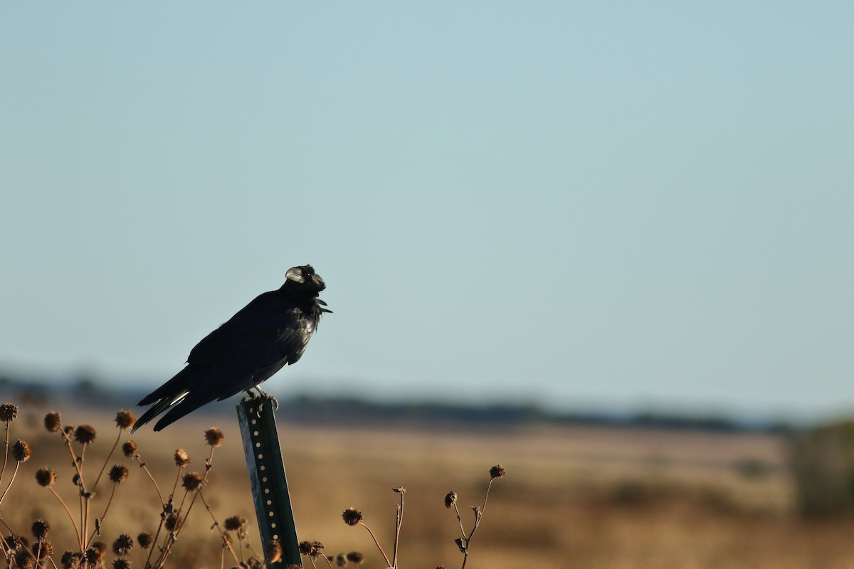 Chihuahuan Raven - ML644730160