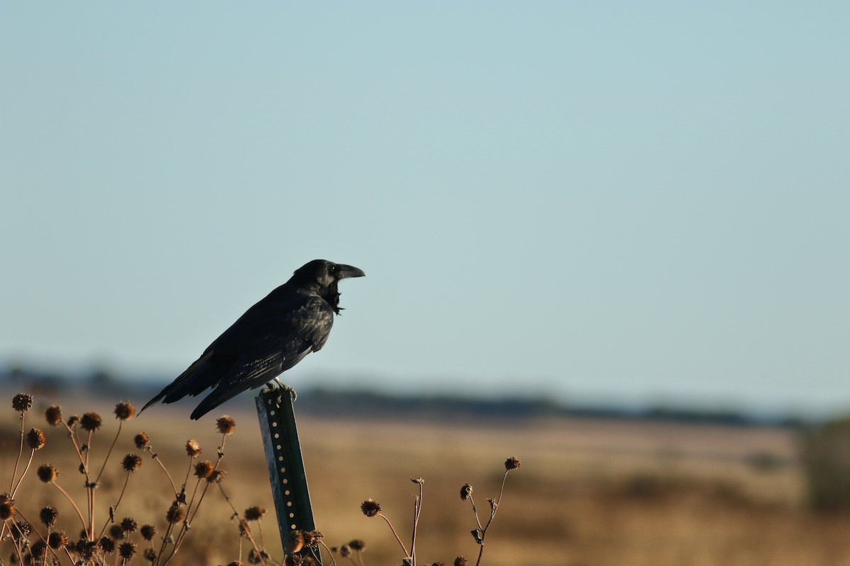Chihuahuan Raven - ML644730161