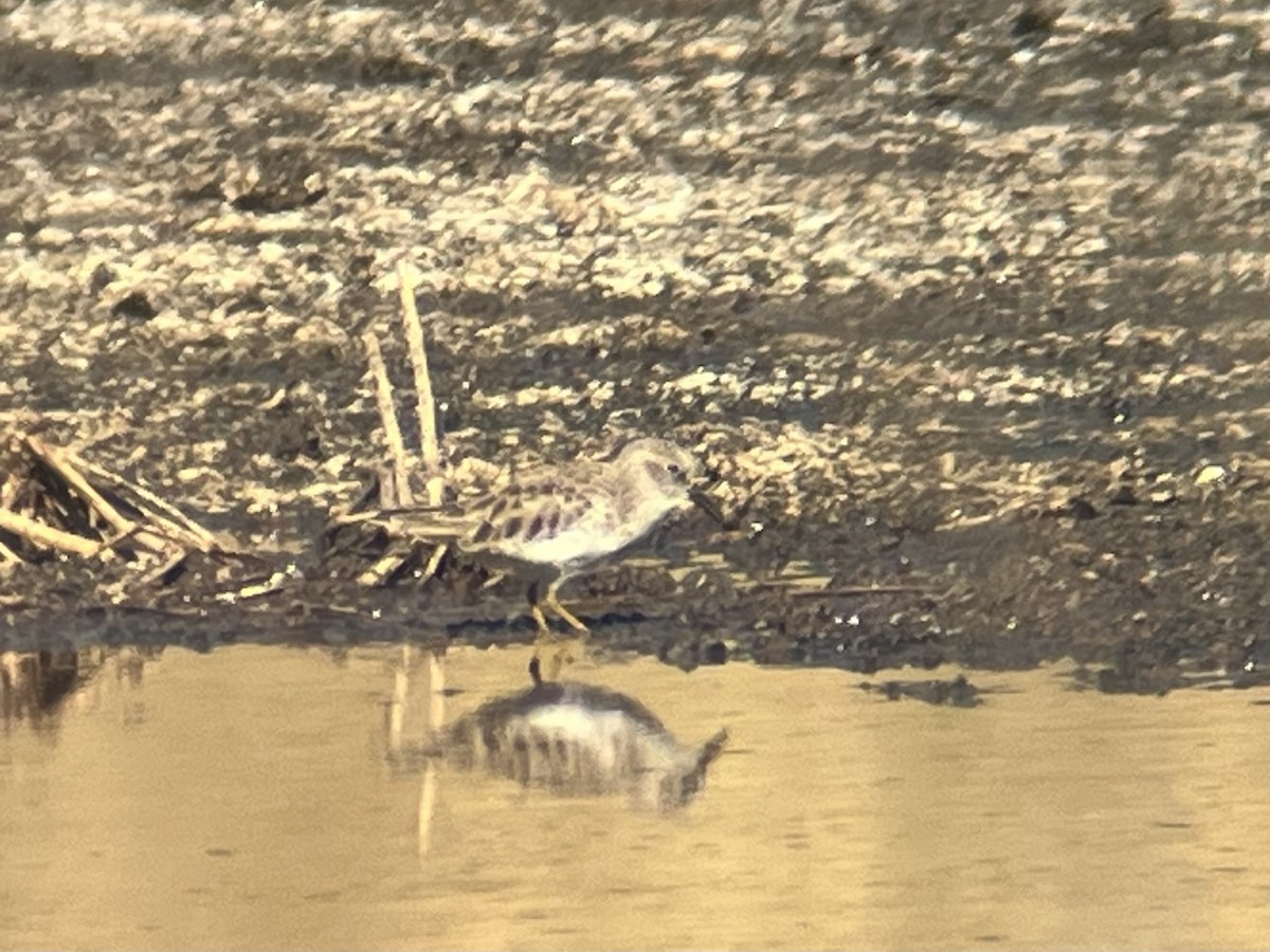 Least Sandpiper - ML644730165