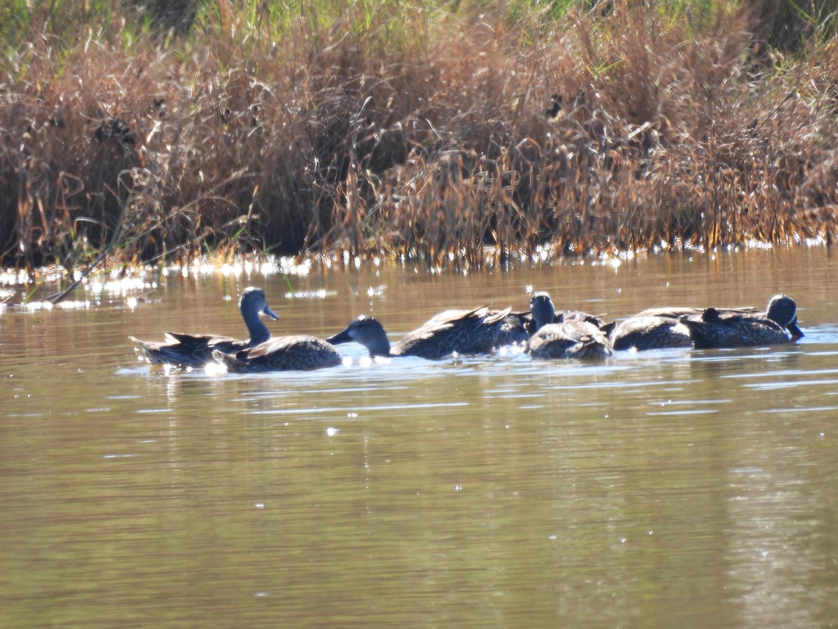 Sarcelle à ailes bleues - ML644730176