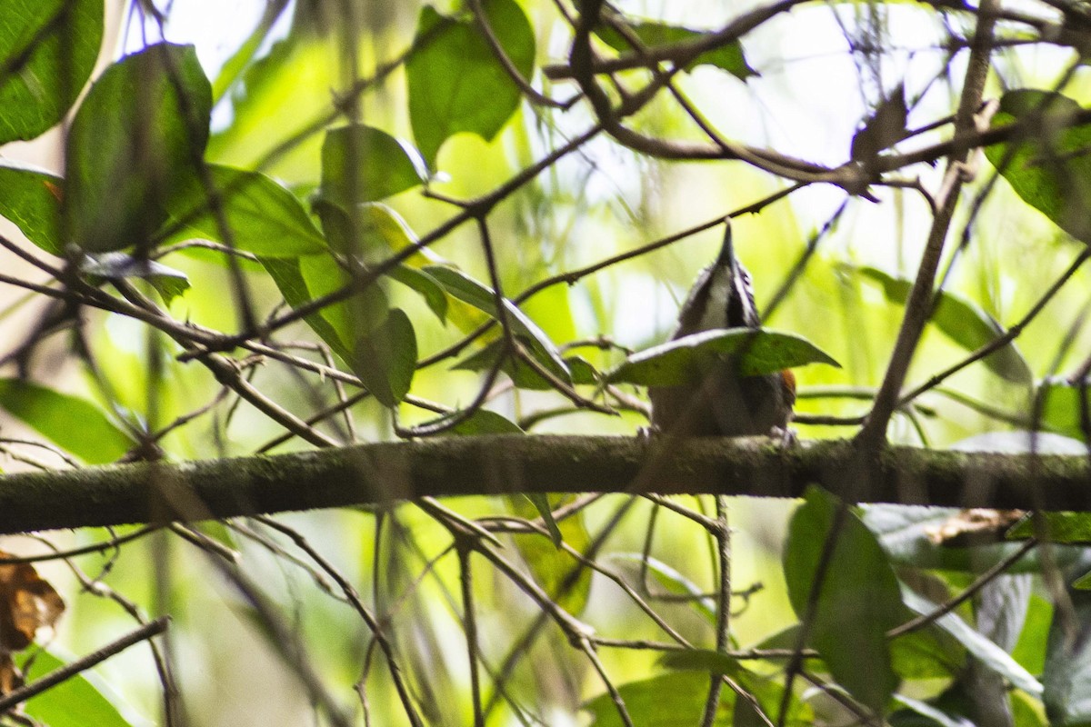 Whiskered Wren - ML644730181