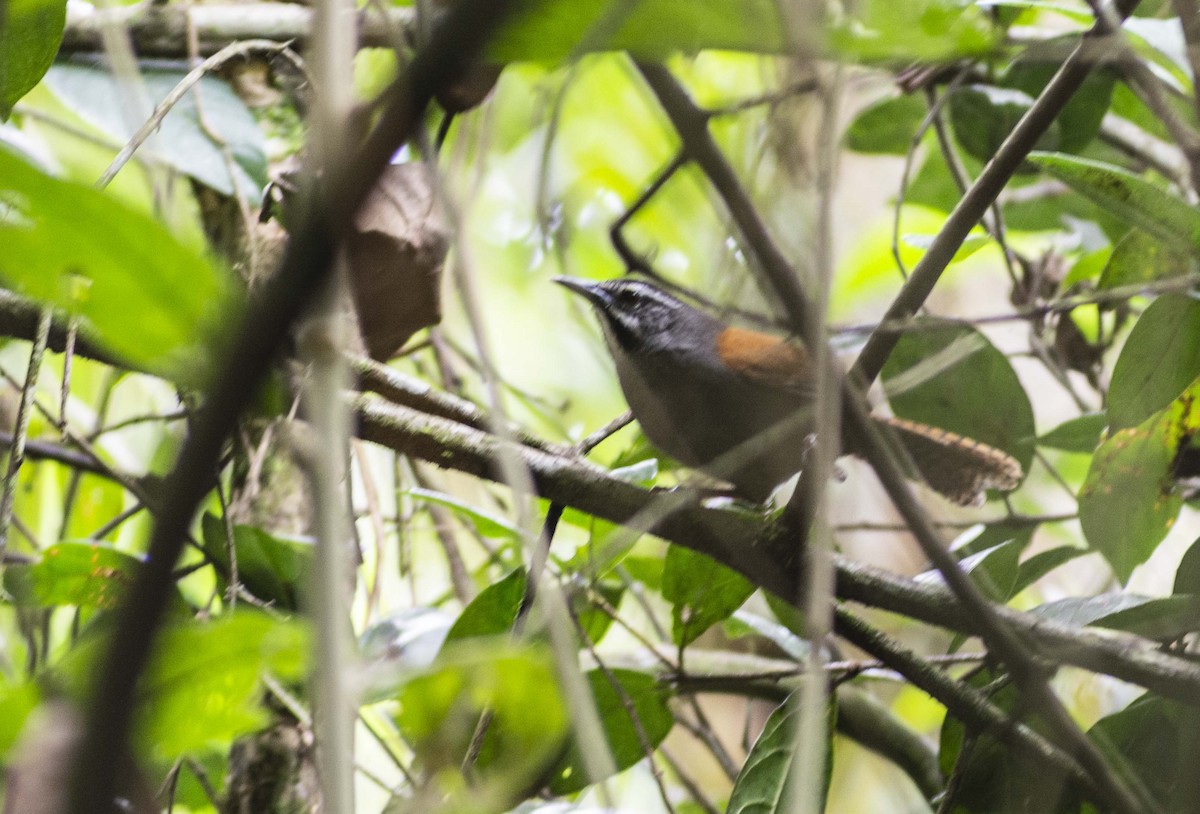 Whiskered Wren - ML644730182