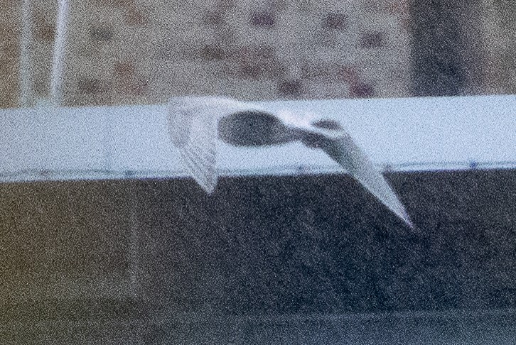 Мартиновий sp. - ML644730185