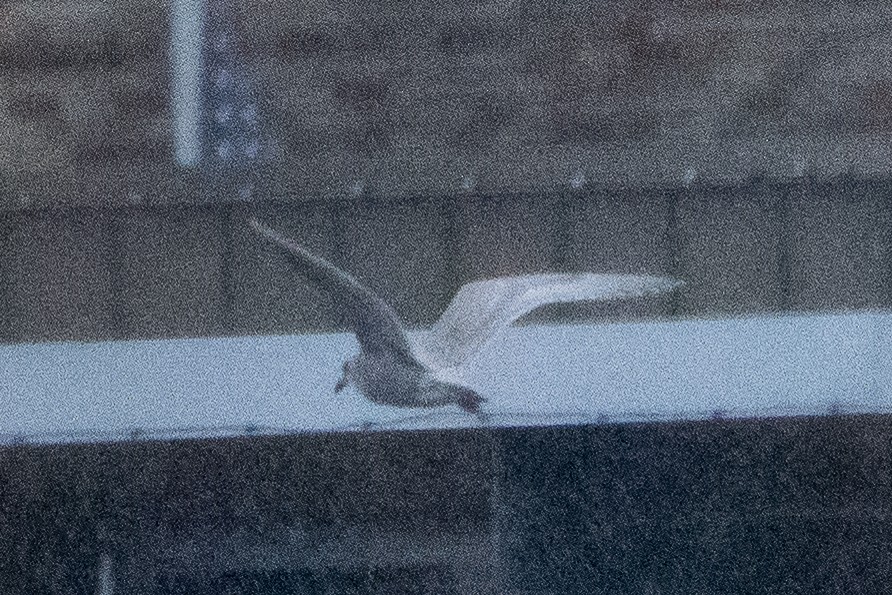 Мартиновий sp. - ML644730186