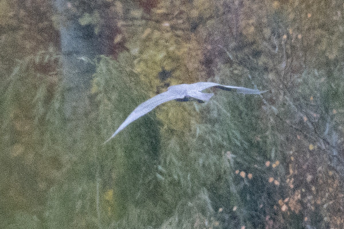 Мартиновий sp. - ML644730187